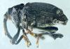 Parethelcus pollinarius